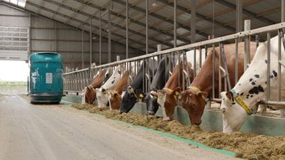 So ein Fütterungsroboter von GEA aus der Reihe DairyFeed F4500 wird künftig die Kühe auf dem Hof Becks Lohmann vollautomatisch und bedarfsgerecht mit frischem Futter versorgen. Quelle: GEA