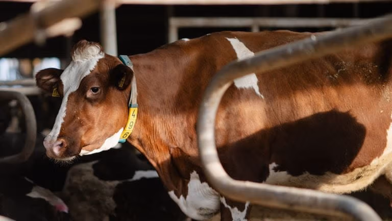 GEA CowScout | Dairy heat detection & herd monitoring system