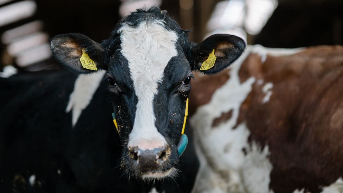 GEA CowScout | Détection de chaleur, surveillance de l’état de santé et ...
