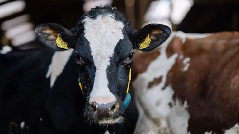 GEA CowScout | Dairy heat detection & herd monitoring system