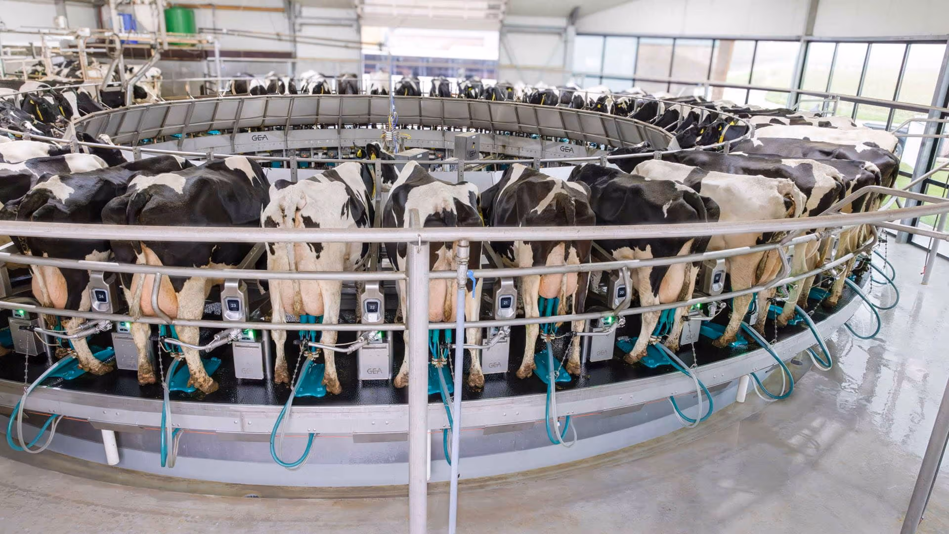 Vista panorámica de una sala rotativa GEA DairyRotor T8600 con vacas en ordeño