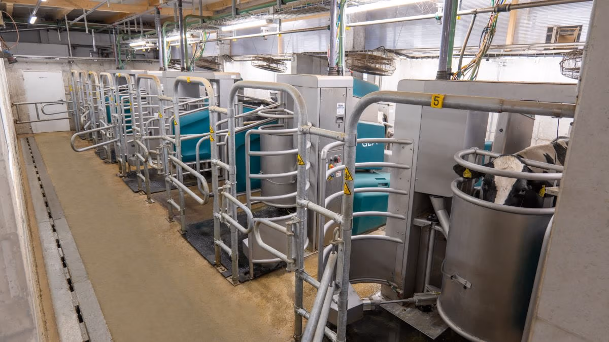 The GEA DairyRobot R9600 expands the batch milking portfolio with a semi-subway installation concept for automated group milking. Source: GEA