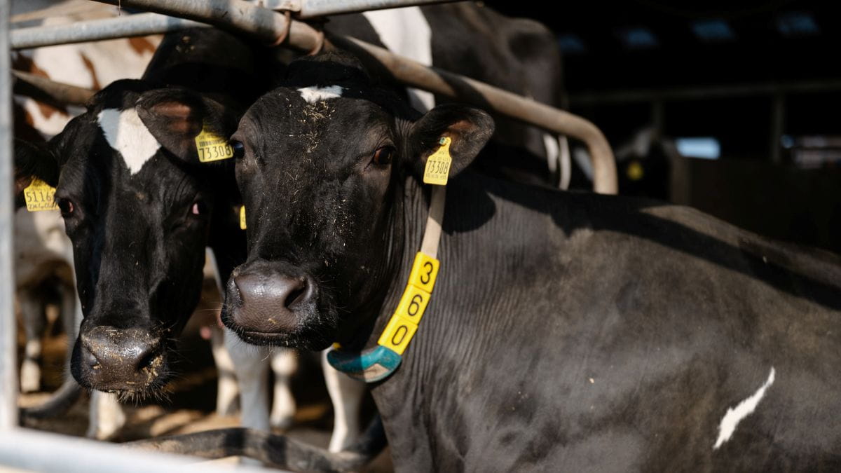 GEA CowScout Cloud | Dairy herd management software & performance insights
