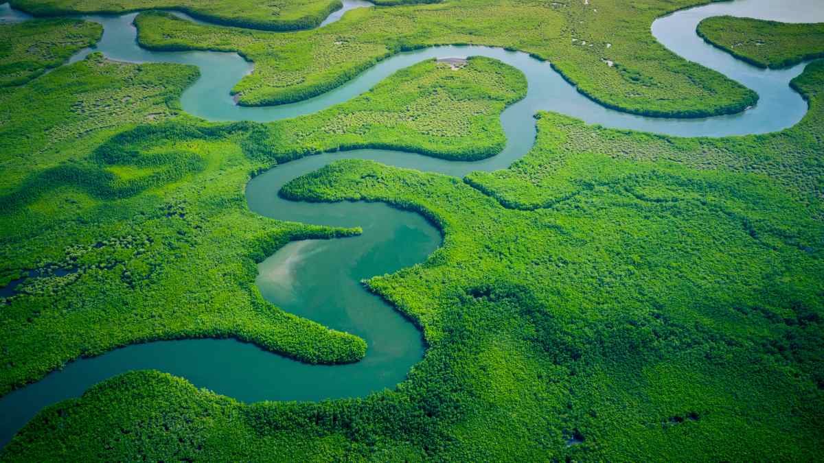 Aerial view of a riverbed with many beautiful curves in a forest area